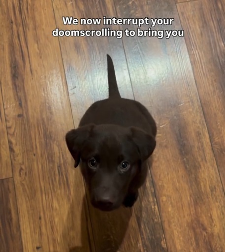"we now interrupt your doomscrolling to bring you" then picture of a puppy
